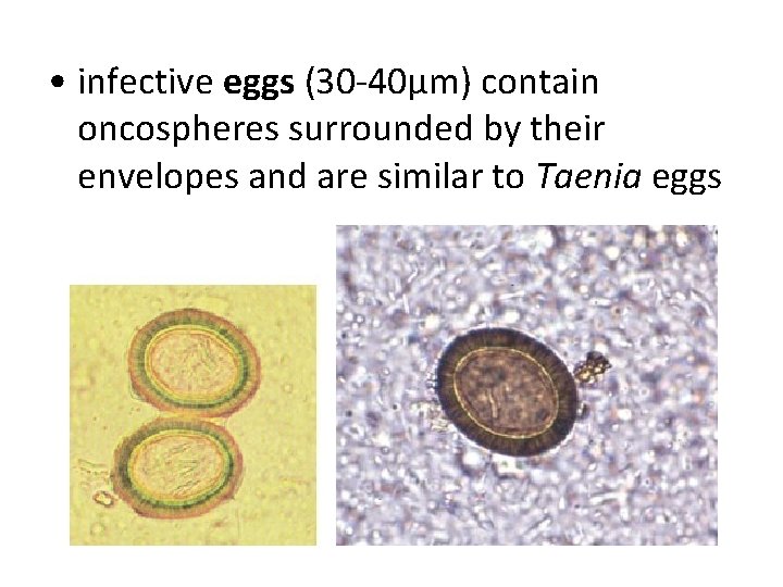 • infective eggs (30 -40µm) contain oncospheres surrounded by their envelopes and are • infective eggs (30 -40µm) contain oncospheres surrounded by their envelopes and are