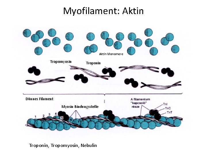 Myofilament: Aktin Monomere Tropomyosin Troponin Dünnes Filament Myosin Bindungsstelle Troponin, Tropomyosin, Nebulin 