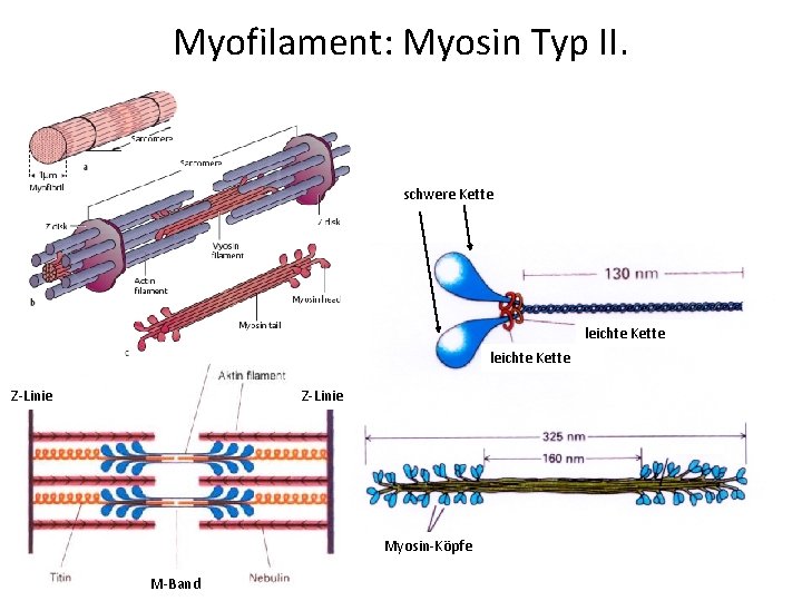 Myofilament: Myosin Typ II. schwere Kette leichte Kette Z-Linie Myosin-Köpfe M-Band 