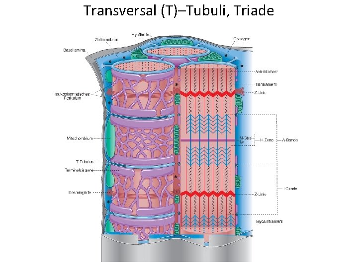 Transversal (T)–Tubuli, Triade 