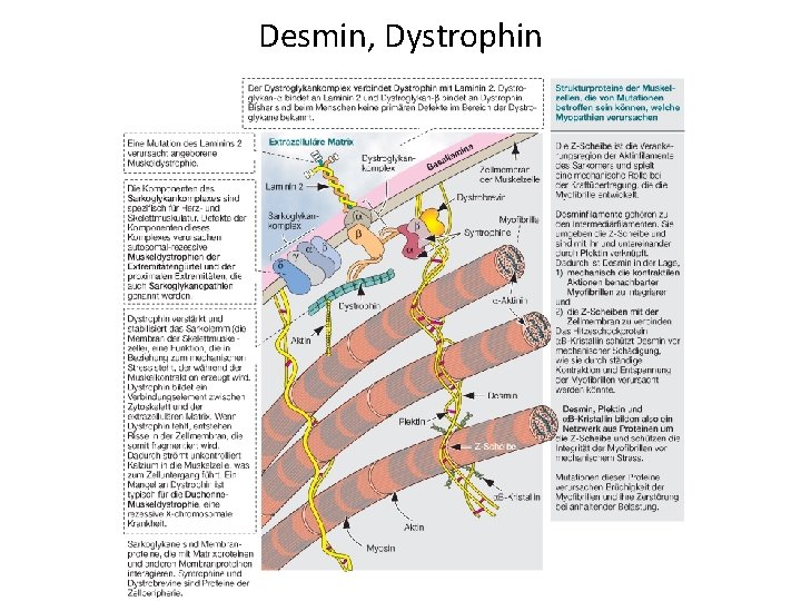 Desmin, Dystrophin 