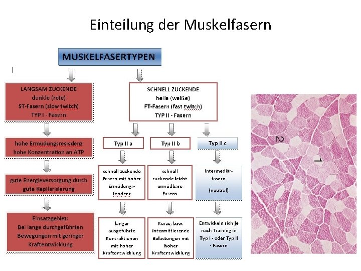 Einteilung der Muskelfasern 