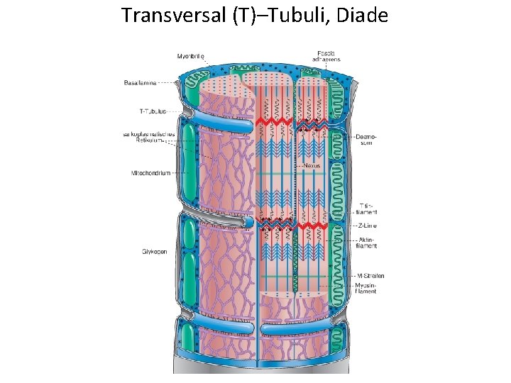 Transversal (T)–Tubuli, Diade 