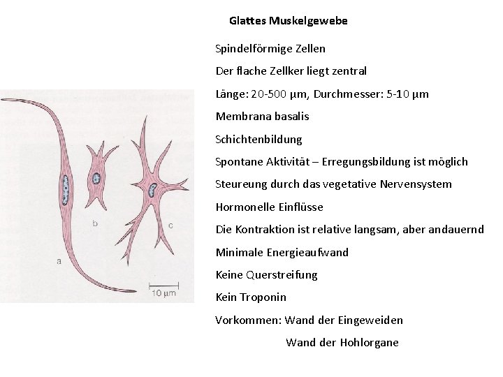 Glattes Muskelgewebe Spindelförmige Zellen Der flache Zellker liegt zentral Länge: 20 -500 μm, Durchmesser: