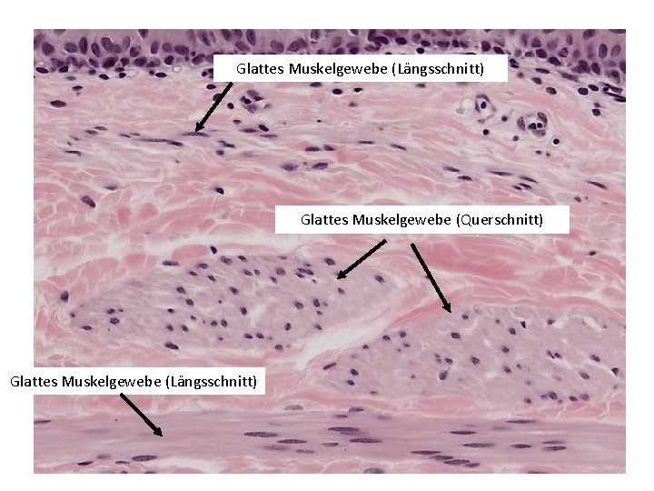 Glattes Muskelgewebe (Längsschnitt) Glattes Muskelgewebe (Querschnitt) Glattes Muskelgewebe (Längsschnitt) 