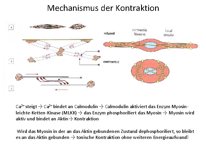 Mechanismus der Kontraktion Ca 2+ steigt → Ca 2+ bindet an Calmodulin → Calmodulin