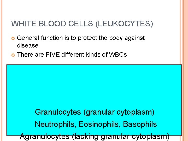WHITE BLOOD CELLS (LEUKOCYTES) General function is to protect the body against disease There