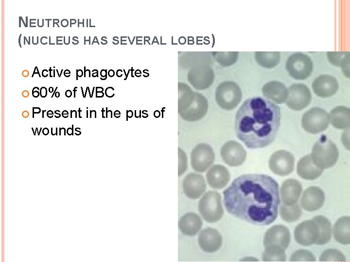 NEUTROPHIL (NUCLEUS HAS SEVERAL LOBES) Active phagocytes 60% of WBC Present in the pus