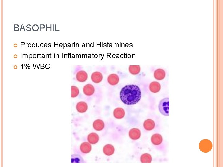 BASOPHIL Produces Heparin and Histamines Important in Inflammatory Reaction 1% WBC 