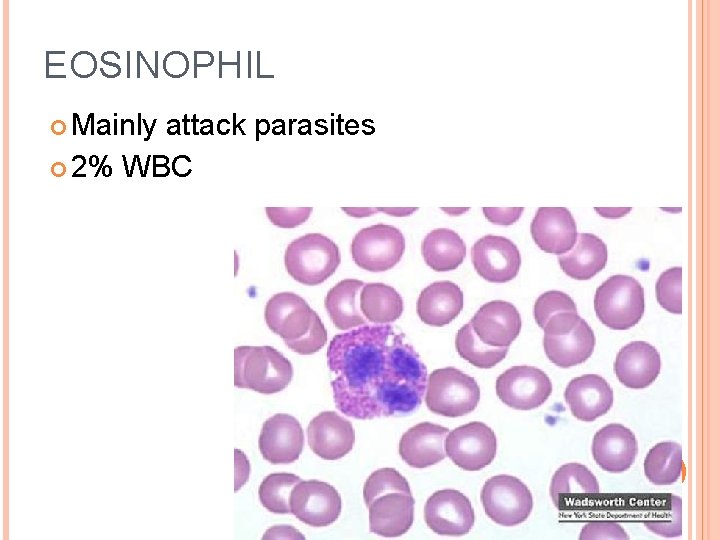 EOSINOPHIL Mainly attack parasites 2% WBC 