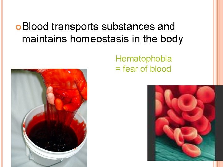  Blood transports substances and maintains homeostasis in the body Hematophobia = fear of
