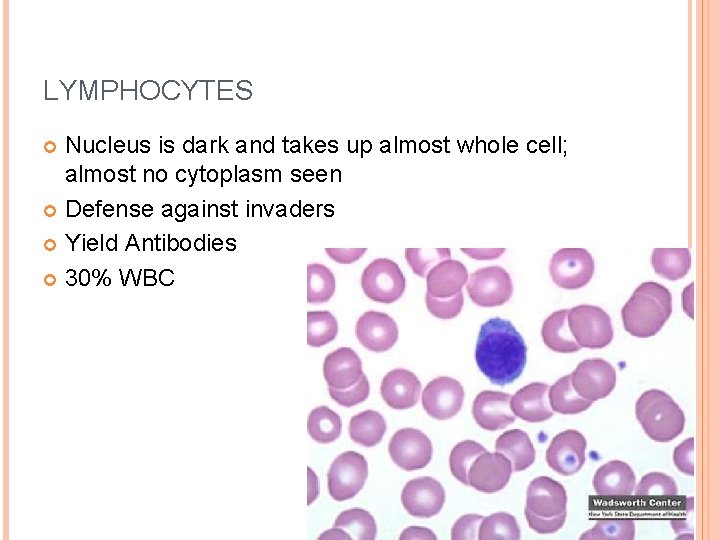 LYMPHOCYTES Nucleus is dark and takes up almost whole cell; almost no cytoplasm seen