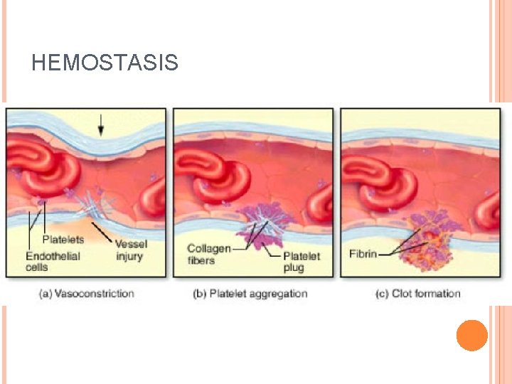HEMOSTASIS 