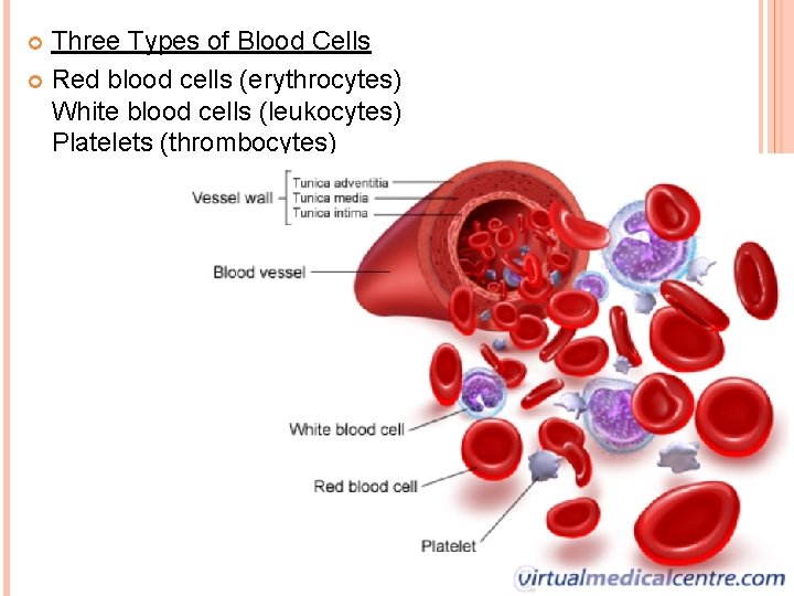 Three Types of Blood Cells Red blood cells (erythrocytes) White blood cells (leukocytes) Platelets