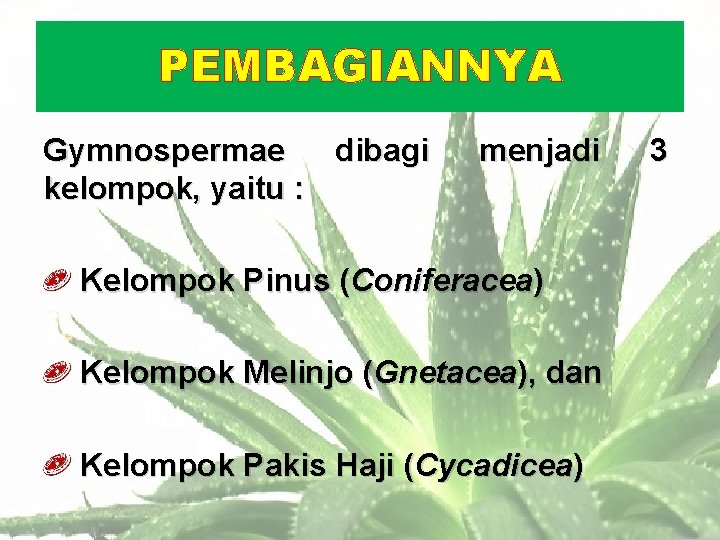 PEMBAGIANNYA Gymnospermae dibagi kelompok, yaitu : menjadi Kelompok Pinus (Coniferacea) Kelompok Melinjo (Gnetacea), dan