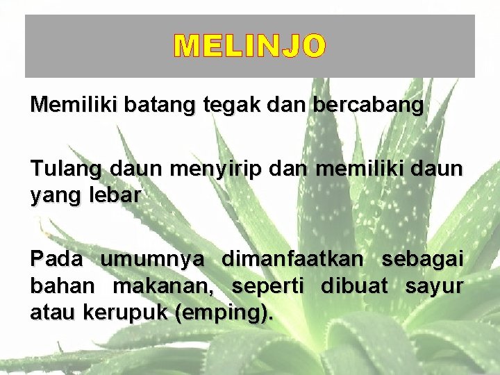 MELINJO Memiliki batang tegak dan bercabang Tulang daun menyirip dan memiliki daun yang lebar