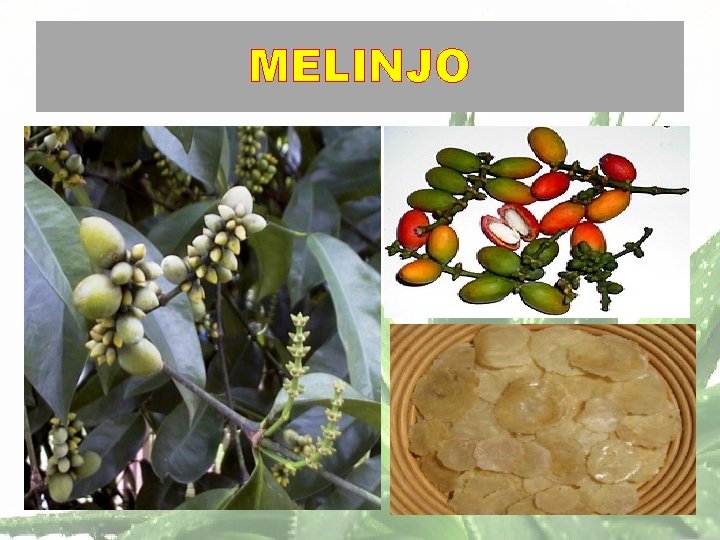 MELINJO 