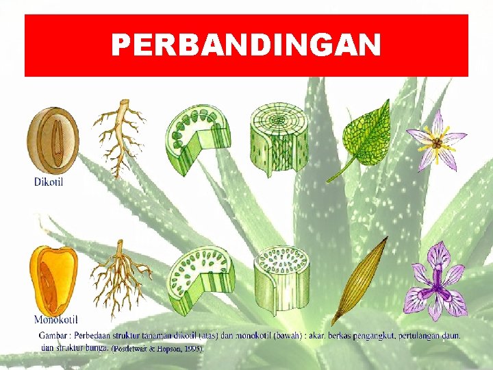 PERBANDINGAN 