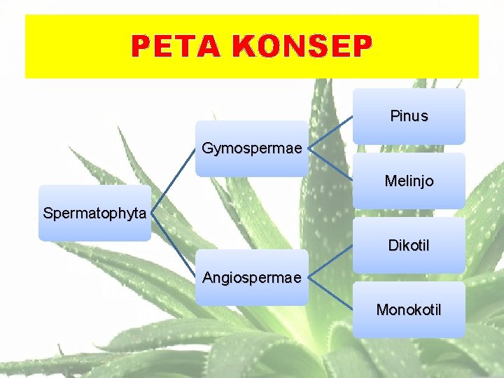 PETA KONSEP Pinus Gymospermae Melinjo Spermatophyta Dikotil Angiospermae Monokotil 