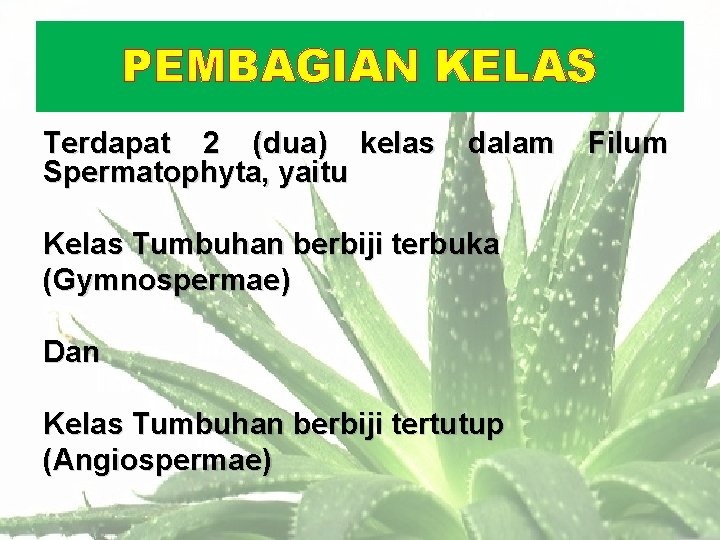 PEMBAGIAN KELAS Terdapat 2 (dua) kelas Spermatophyta, yaitu dalam Kelas Tumbuhan berbiji terbuka (Gymnospermae)
