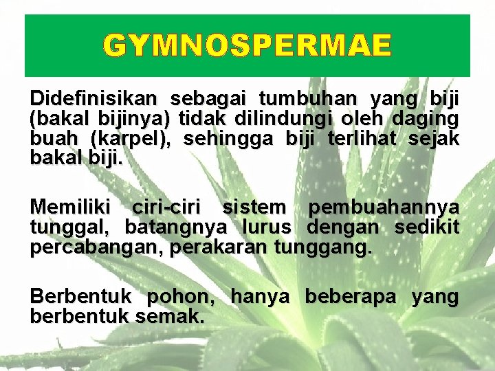 GYMNOSPERMAE Didefinisikan sebagai tumbuhan yang biji (bakal bijinya) tidak dilindungi oleh daging buah (karpel),