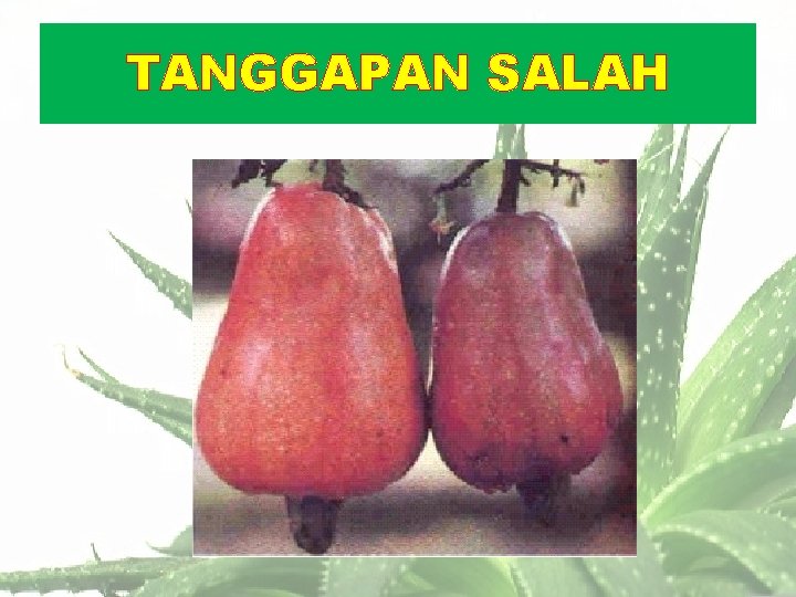 TANGGAPAN SALAH 