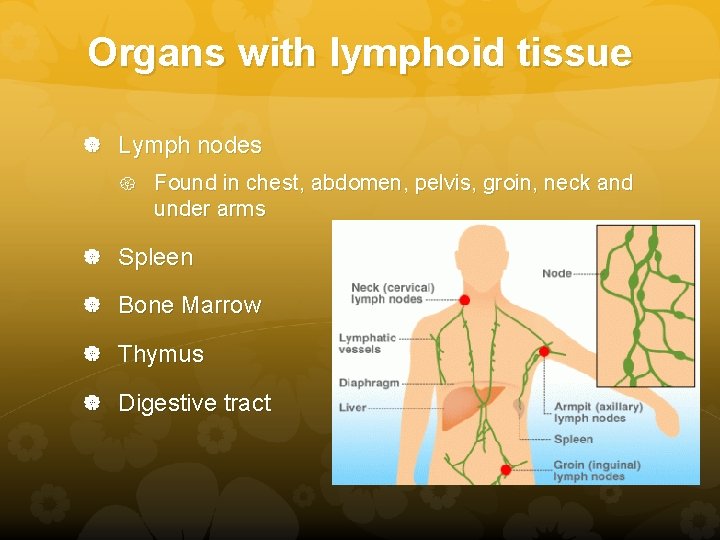 Organs with lymphoid tissue Lymph nodes Found in chest, abdomen, pelvis, groin, neck and