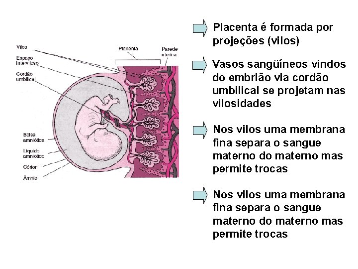 Placenta é formada por projeções (vilos) Vasos sangüíneos vindos do embrião via cordão umbilical