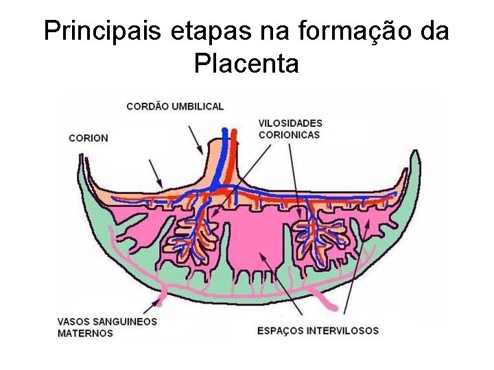 Principais etapas na formação da Placenta 