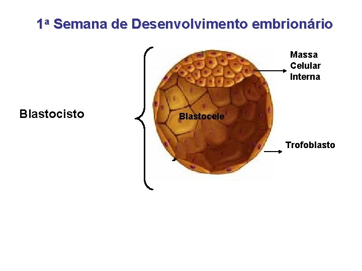 1 a Semana de Desenvolvimento embrionário Massa Celular Interna Blastocisto Blastocele Trofoblasto 