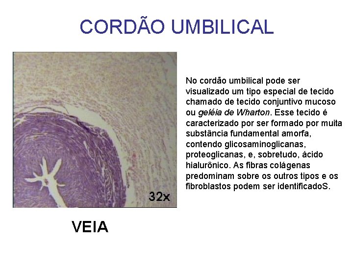 CORDÃO UMBILICAL No cordão umbilical pode ser visualizado um tipo especial de tecido chamado