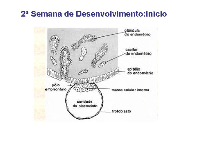 2 a Semana de Desenvolvimento: início 