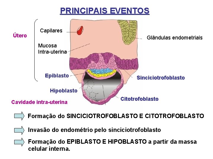 PRINCIPAIS EVENTOS Útero Capilares Glândulas endometriais Mucosa Intra-uterina Epiblasto Sinciciotrofoblasto Hipoblasto Cavidade intra-uterina Citotrofoblasto