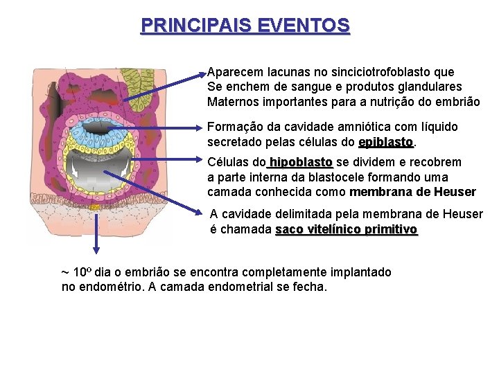 PRINCIPAIS EVENTOS Aparecem lacunas no sinciciotrofoblasto que Se enchem de sangue e produtos glandulares