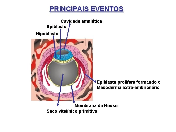 PRINCIPAIS EVENTOS Cavidade amniótica Epiblasto Hipoblasto Epiblasto prolifera formando o Mesoderma extra-embrionário Membrana de
