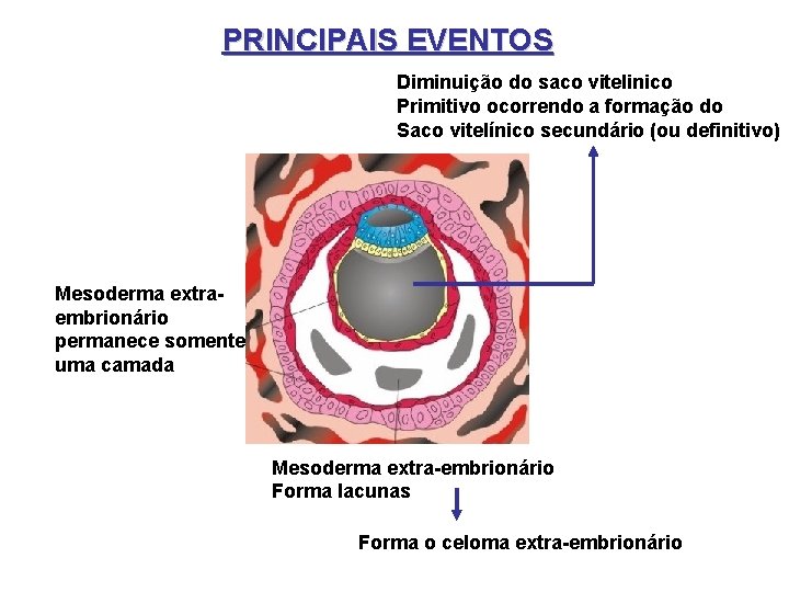 PRINCIPAIS EVENTOS Diminuição do saco vitelinico Primitivo ocorrendo a formação do Saco vitelínico secundário