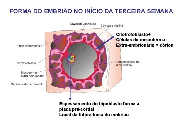 FORMA DO EMBRIÃO NO INÍCIO DA TERCEIRA SEMANA Citotrofoblasto+ Células do mesoderma Extra-embrionãrio =