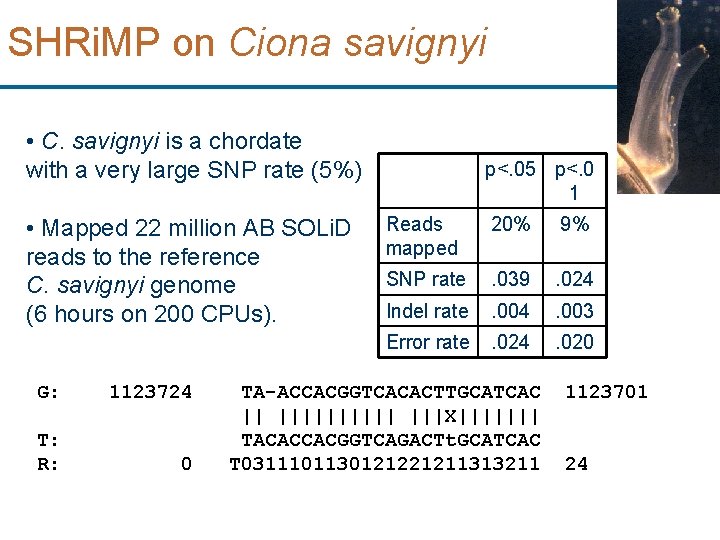 SHRi. MP on Ciona savignyi • C. savignyi is a chordate with a very
