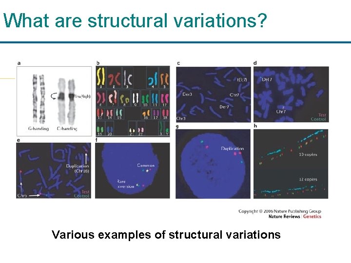 What are structural variations? Various examples of structural variations 