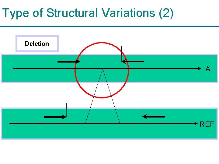 Type of Structural Variations (2) Deletion A REF 