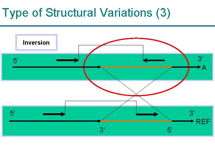 Type of Structural Variations (3) Inversion 3’ A 5’ 5’ 3’ REF 3’ 5’