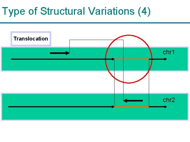Type of Structural Variations (4) Translocation chr 1 chr 2 