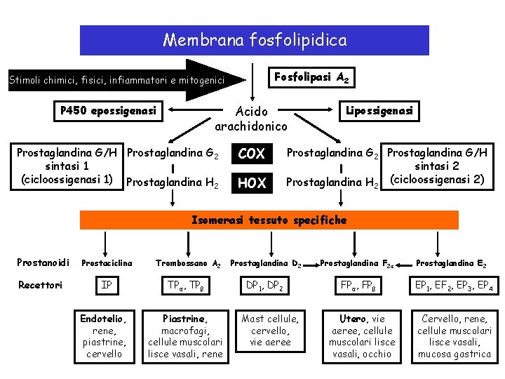 Membrana fosfolipidica Fosfolipasi A 2 Stimoli chimici, fisici, infiammatori e mitogenici Acido arachidonico P