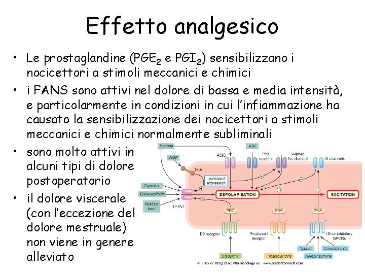 Effetto analgesico • Le prostaglandine (PGE 2 e PGI 2) sensibilizzano i nocicettori a