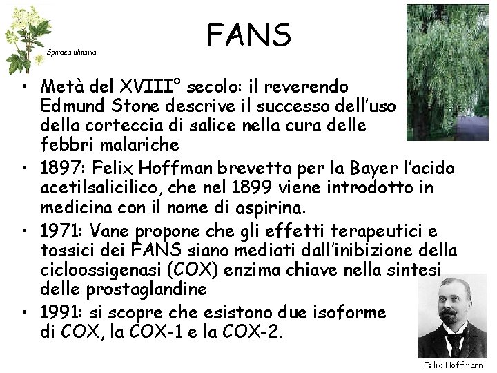 Spiraea ulmaria FANS • Metà del XVIII° secolo: il reverendo Edmund Stone descrive il