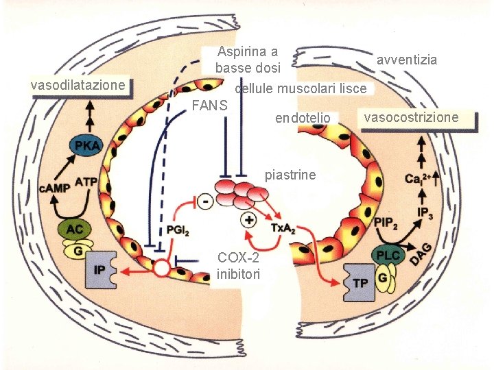 vasodilatazione Aspirina a avventizia basse dosi cellule muscolari lisce FANS vasocostrizione endotelio piastrine COX-2
