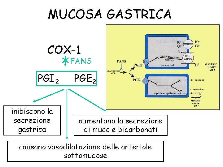 MUCOSA GASTRICA COX-1 FANS PGI 2 inibiscono la secrezione gastrica PGE 2 aumentano la