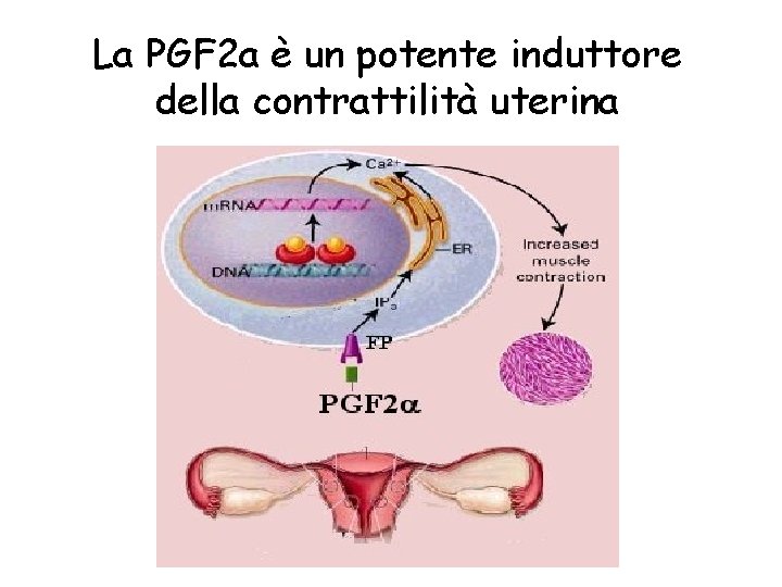 La PGF 2 a è un potente induttore della contrattilità uterina 