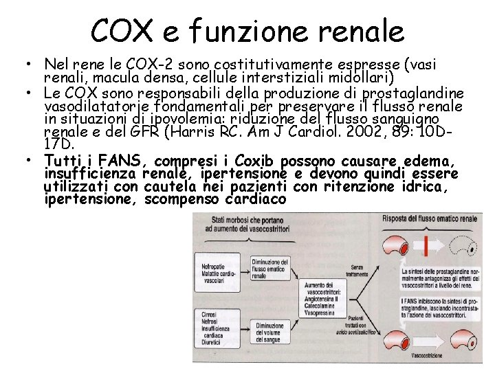 COX e funzione renale • Nel rene le COX-2 sono costitutivamente espresse (vasi renali,