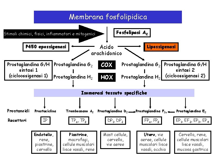 Membrana fosfolipidica Fosfolipasi A 2 Stimoli chimici, fisici, infiammatori e mitogenici Acido arachidonico P